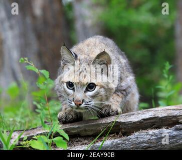 Bobcat, Lynx rufus Stockfoto