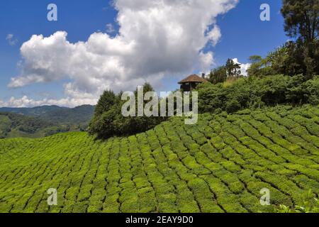 BOH Tee Plantage, Sungei Palas, Cameron Highlands, Pahang, Malaysia. Stockfoto