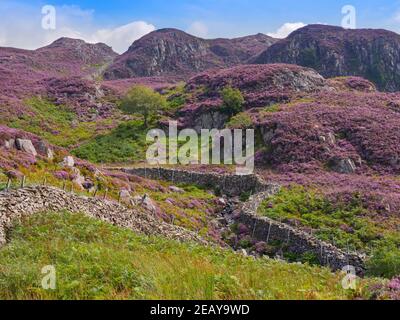 Hohe Felsen und Willygrass Gill über Stonethwaite in Borrowdale Stockfoto