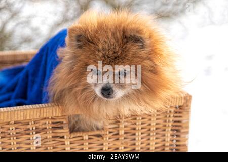 Nahaufnahme eines roten pommerschen Hundes gegen einen verschneiten Querformat Stockfoto