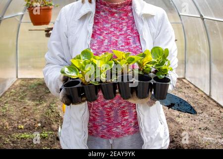 Eine Frau hält Sämlinge in ihren Händen und steht in einem Gewächshaus. Nahaufnahme. Kein Gesicht. Tun Sie es selbst. Stockfoto