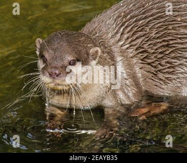 Otter bei der Besucherattraktion in Buckfastleigh Devon, derzeit wegen Covid-Einschränkungen geschlossen. Das Dartmoor Otter Sanctuary und Buckfast Butterfli Stockfoto