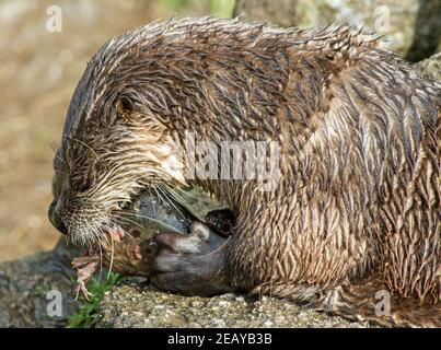 Otter bei der Besucherattraktion in Buckfastleigh Devon, derzeit wegen Covid-Einschränkungen geschlossen. Seine Fütterungszeit und der Otter holt seine Mahlzeit darin Stockfoto