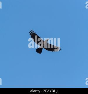 Ein Rook ( Corvus frugilegus ) im Flug Stockfoto