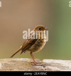 Ein junger Robin-Jungvogel (Erithacus rubecula) in Großbritannien Stockfoto