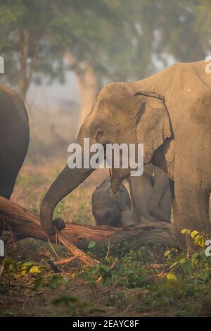 Wilde asiatische Elefant essen Rinde von Baum in dhikala Zone Von jim corbett Nationalpark uttarakhand indien - Elephas maximus Indicus Stockfoto