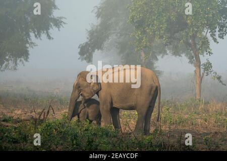 Wild asiatische Elefant im Winter Nebel auf Grasland Bereich dhikala Zone von jim corbett Nationalpark uttarakhand indien - Elephas maximus indicus Stockfoto