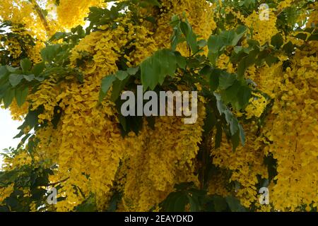 Cassia fistula, allgemein bekannt als goldene Dusche, Spülung Cassia, indische Laburnum, oder Pudding-Pfeife Baum, Stockfoto