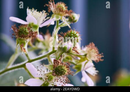 Brombeerblüten und Knospen blühen. Brombeerblüten (Rubus sectio Rubus). Brombeere weiß Blume Blüte Pflanze Zweig im Sommer Stockfoto