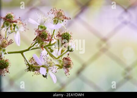 Brombeerblüten und Knospen blühen. Brombeerblüten (Rubus sectio Rubus). Brombeere weiß Blume Blüte Pflanze Zweig im Sommer Stockfoto