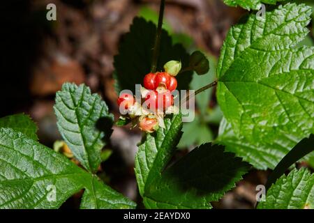 Rote Steinbramble wächst im Wald. Fruchtpflanze mit reifen roten Beeren in freier Wildbahn. (Rotbuck-Beere (Rubus saxatilis)) Stockfoto