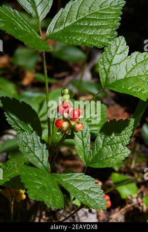 Rote Steinbramble wächst im Wald. Fruchtpflanze mit reifen roten Beeren in freier Wildbahn. (Rotbuck-Beere (Rubus saxatilis)) Stockfoto