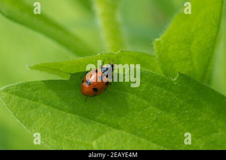 Einsamer Marienkäfer, der auf dem Blattrand in Grün sitzt Dschungel in der Frühjahrssaison Stockfoto
