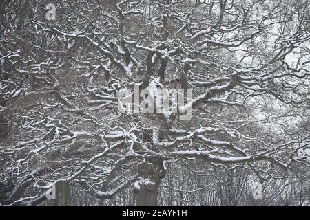 Ein Baum, der im Leeds Castle in Kent mit Schnee bedeckt ist, während der Kälteeinbruch weiterhin einen Großteil der Nation erfasst. Bilddatum: Donnerstag, 11. Februar 2021. Stockfoto