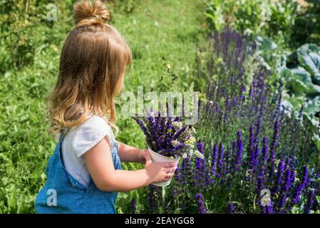 Baby Mädchen sammelt ein Bouquet von hausgemachtem Tee. Kamille, Minze und Zitronenmelisse. Natürliche Nahrung im Dorf Stockfoto