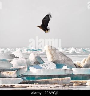 Seeadler im Flug in der Nähe von Eisbummock am gefrorenen See Kapchagay, Kasachstan Stockfoto