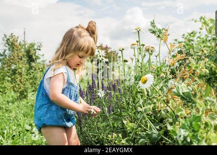 Baby Mädchen sammelt ein Bouquet von hausgemachtem Tee. Kamille, Minze und Zitronenmelisse. Natürliche Nahrung im Dorf Stockfoto