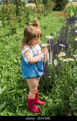 Baby Mädchen sammelt ein Bouquet von hausgemachtem Tee. Kamille, Minze und Zitronenmelisse. Natürliche Nahrung im Dorf Stockfoto