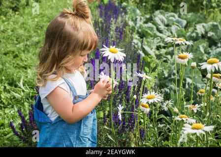 Baby Mädchen sammelt ein Bouquet von hausgemachtem Tee. Kamille, Minze und Zitronenmelisse. Natürliche Nahrung im Dorf Stockfoto