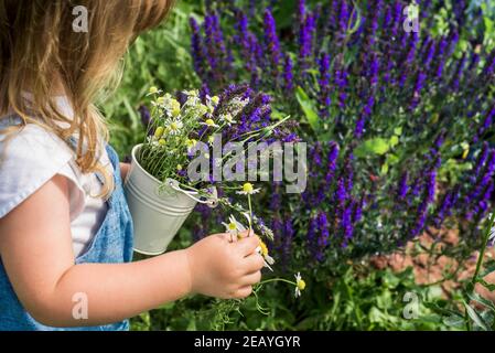 Baby Mädchen sammelt ein Bouquet von hausgemachtem Tee. Kamille, Minze und Zitronenmelisse. Natürliche Nahrung im Dorf Stockfoto