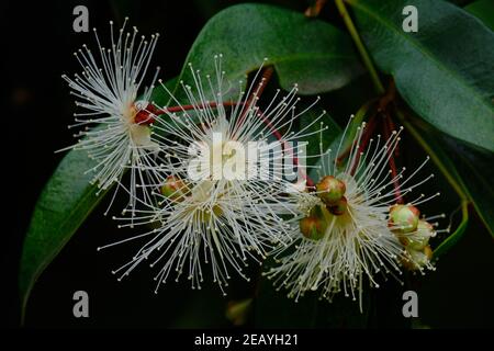 Lilly Pilly Blumen Stockfoto