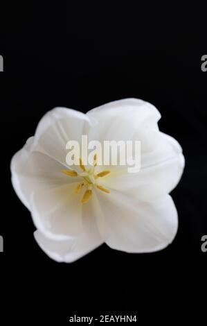 Eine weiße Tulpe auf schwarzem Hintergrund zeigt Elemente von Pflanzenanatomie Stockfoto