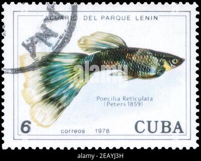 Sankt Petersburg, Russland - 05. Dezember 2020: Briefmarke gedruckt in Kuba mit dem Bild der Guppy, Poecilia reticulata, um 1978 Stockfoto