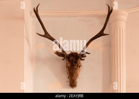 Hirsch Kopf an der Wand. Das Tier des Hirsches und der Vintage Rahmen auf der alten verfaulten Ziegelwand. Vintage-Style. Stockfoto