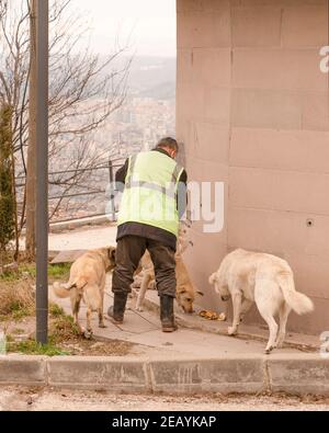 Rückansicht des Menschen füttert Straßenhunde mit dem Brot, das er aus seiner Tasche nimmt. Stockfoto