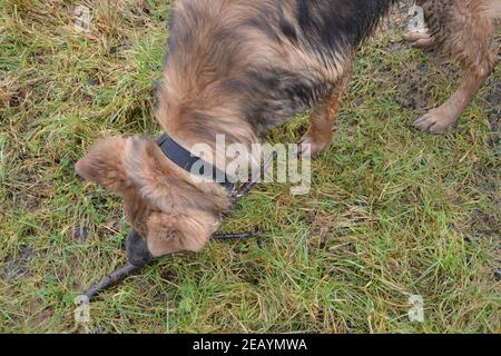 Deutscher Schäferhund (Elsässer) junger Rüde mit Stock von oben Stockfoto