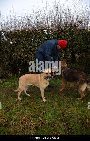 Hundespaziergänger clipping zwei Hunde wieder auf ihre Leine Stockfoto