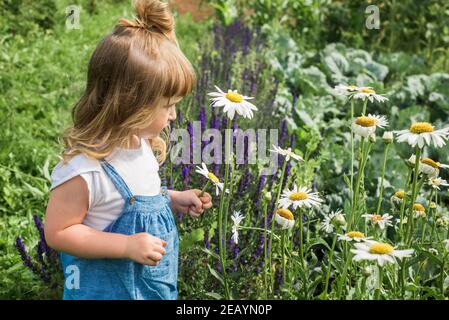 Baby Mädchen sammelt ein Bouquet von hausgemachtem Tee. Kamille, Minze und Zitronenmelisse. Natürliche Nahrung im Dorf Stockfoto