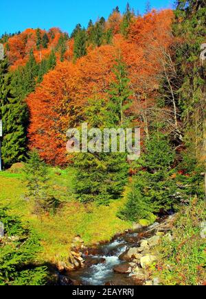 Vertikale Aufnahme von bunten Bäumen im Wald Stockfoto
