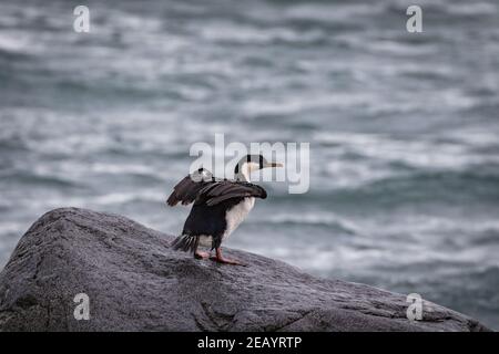 Antarktischer Shag oder Kormoran (Leucocarbo bransfieldensis), Antarktis Stockfoto