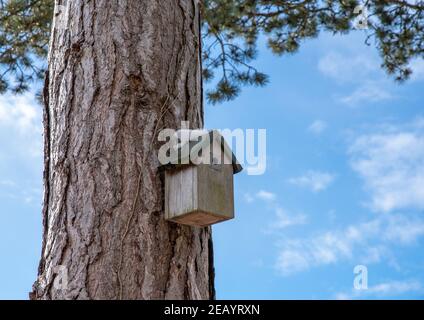 Hölzerne Vogelkiste mit Schnee auf dem Dach auf einem großen Baumstamm mit blauem Himmel. Stockfoto