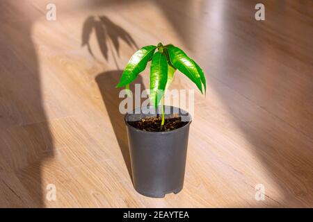 Junge Pflanze Mango im Morgenlicht gepflanzt als Zimmerpflanze Stockfoto