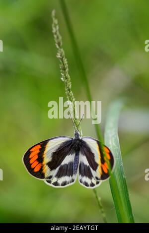 Smoky Orange Tip Butterfly - Colotis euippe, wunderschön gefärbter Schmetterling aus afrikanischen Wiesen und Gärten, Sansibar, Tansania. Stockfoto