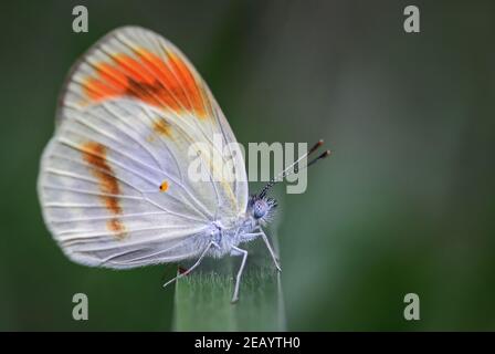 Smoky Orange Tip Butterfly - Colotis euippe, wunderschön gefärbter Schmetterling aus afrikanischen Wiesen und Gärten, Sansibar, Tansania. Stockfoto