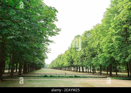Lange Gasse in einem Park mit dichten grünen Bäumen in Eine Reihe im Sommer Stockfoto