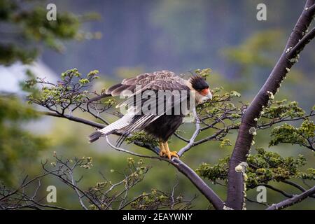 Caracara (Caracara Plancus), Ushuaia Stockfoto