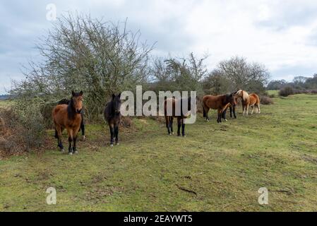 Frogham, Fordingbridge, Hampshire, UK, 11th Februar, 2021, Wetter: Nach einem starken Frost über Nacht sind die Temperaturen in der Mitte des Tages immer noch bei oder unter dem Gefrierpunkt. Hardy New Forest Ponys schützen hinter einer hohen Hecke vor einem bitterkalten Ostwind. Kredit: Paul Biggins/Alamy Live Nachrichten Stockfoto