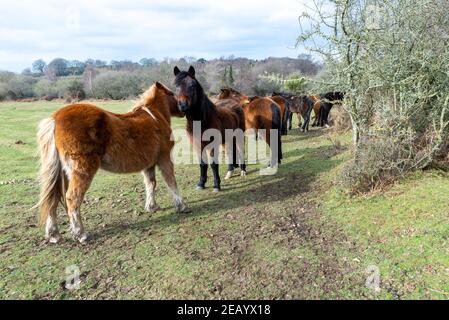 Frogham, Fordingbridge, Hampshire, UK, 11th Februar, 2021, Wetter: Nach einem starken Frost über Nacht sind die Temperaturen in der Mitte des Tages immer noch bei oder unter dem Gefrierpunkt. Hardy New Forest Ponys schützen hinter einer hohen Hecke vor einem bitterkalten Ostwind. Kredit: Paul Biggins/Alamy Live Nachrichten Stockfoto