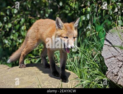 Juvenile Europäische Rotfuchs (Vulpes Vulpes) Stockfoto