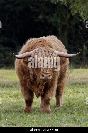 Highland Cow, Hampshire, England Stockfoto