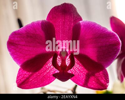 Violett-Rote Blumenorchidee (Orchidaceae), die von einer hellen Sonne beleuchtet wird Stockfoto