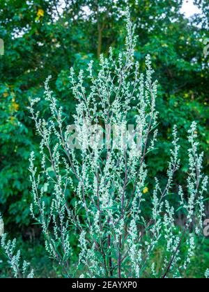 Artemisia vulgaris - auch bekannt als Beifuß, Wermut am Flussufer, Felsenkraut, Chrysantheme-Unkraut oder wilder Wermut. Stockfoto