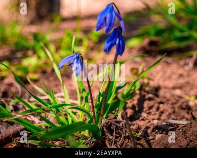 Sibirischer Tintenschill (Scilla siberica) - Nahaufnahme der blühenden Pflanze - selektiver Fokus Stockfoto