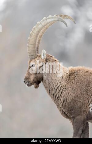 Bildende Kunst Porträt des Alpinen Steinbock Männchen in der Wintersaison (Capra ibex) Stockfoto
