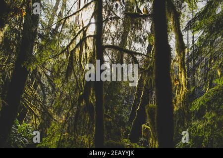 Sonnenlicht durch die Bäume im dichten Wald Stockfoto