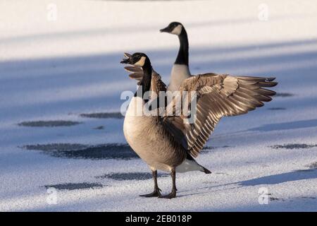 Paar wilde Kanadagänse (Branta canadensis) Stehen auf einer gefrorenen See Oberfläche im Winter mit einem Die Gans streckt ihre Flügel aus Stockfoto